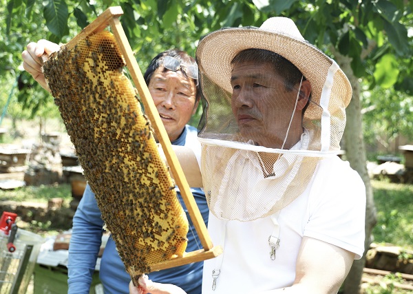 1752449707134728.jpg 張馮斌(右)幫助馮浪民(左)察看蜂箱狀況(1630916)-20250714073052.jpg